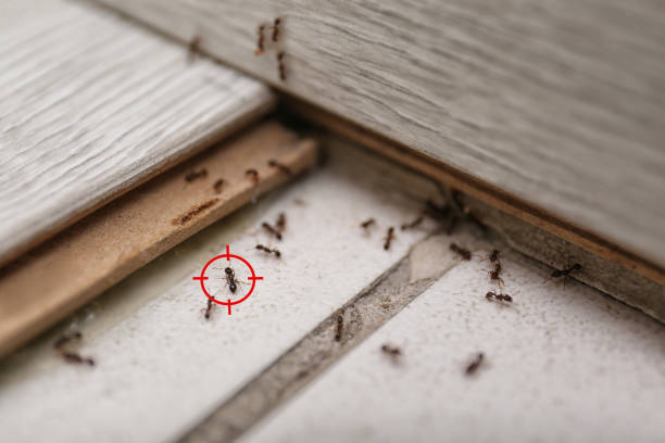 Best Pest Prevention Services  in Mendon, IL