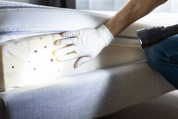 Best Bed Bug Extermination  in Mendon, IL