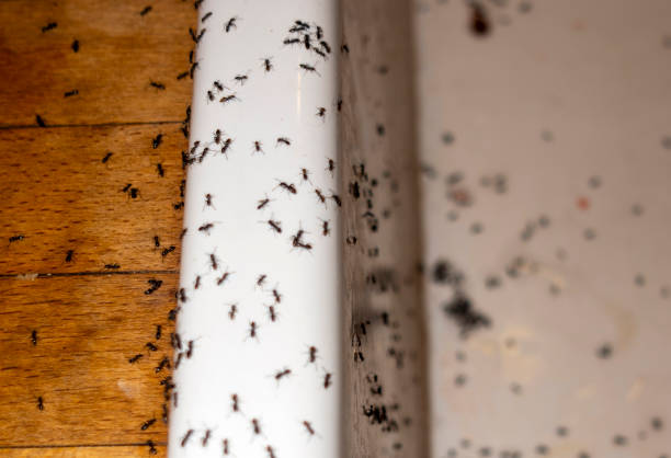 Flea Control Services in Mendon, IL