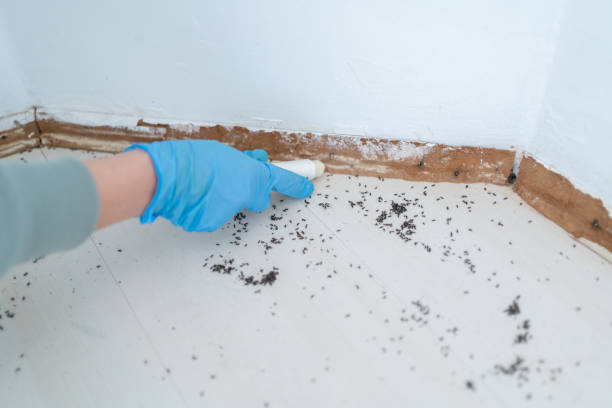 Best Residential Pest Control  in Mendon, IL